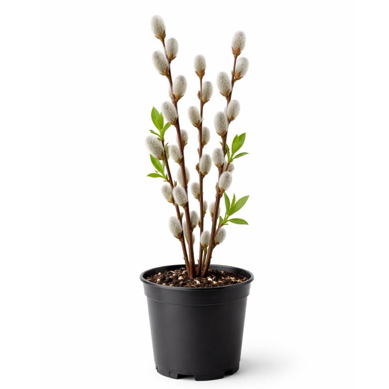 Pussy Willow Plant in 2.5-Inch Pot, 6-12 Inch Tall Willow Tree Plants for Gardening