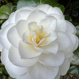 Live White Camellia Plant in 4" Pot, Camellia Japonica 1 Year Old Seedling Outdoor Growing