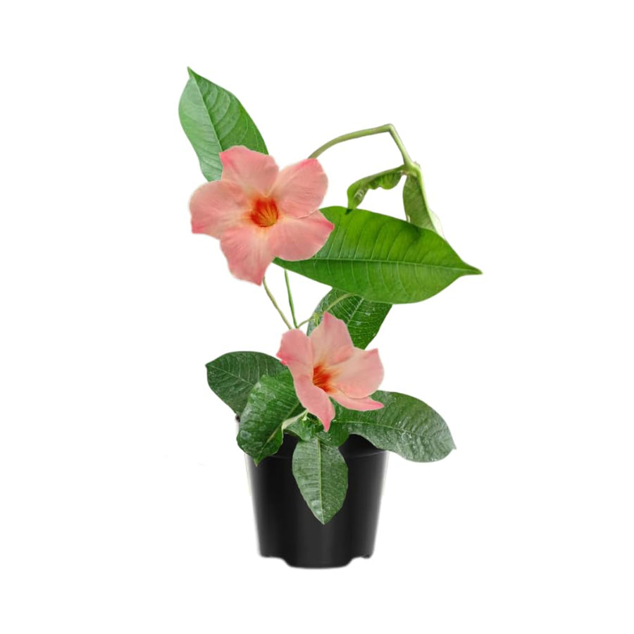 2 Peach Mandevilla Live Plants, Mandevilla Flowering Vines Trellis, 4-9 Inch Tall Plants for Hanging Baskets, Container and Garden Growing
