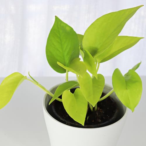 Neon Pothos Live Plant, 4-6" Tall Hanging Houseplant, Pothos Plant for Indoor Outdoors Garden, Live Houseplants Without Pot