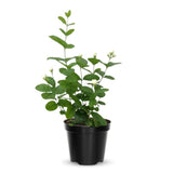 Jasmine Vine Plant Indoor, White Jasmine Plant Live Between 8 and 10 Inches, Fragrant Flower Plants Potted 4''