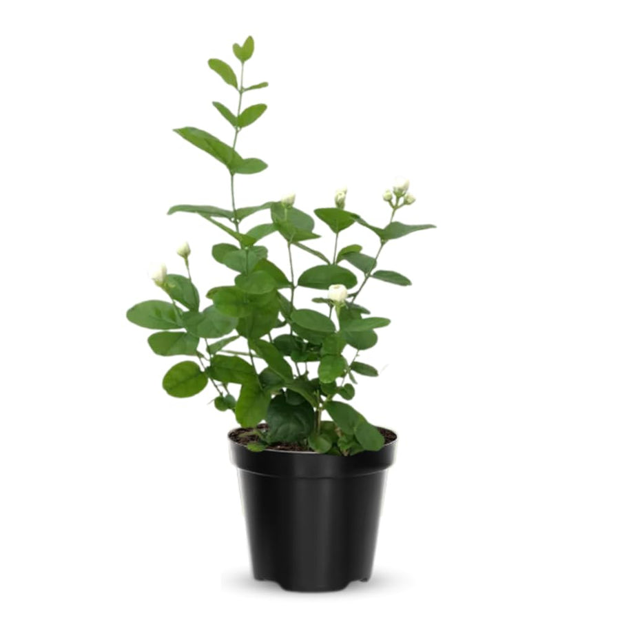 Jasmine Vine Plant Indoor, White Jasmine Plant Live Between 8 and 10 Inches, Fragrant Flower Plants Potted 4''