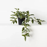 4 Zebrina Wandering Jew Plants, Live Indoor Plant 3-5 Inches, Colorful Trailing Tradescantia for Home, Office and Hanging Baskets