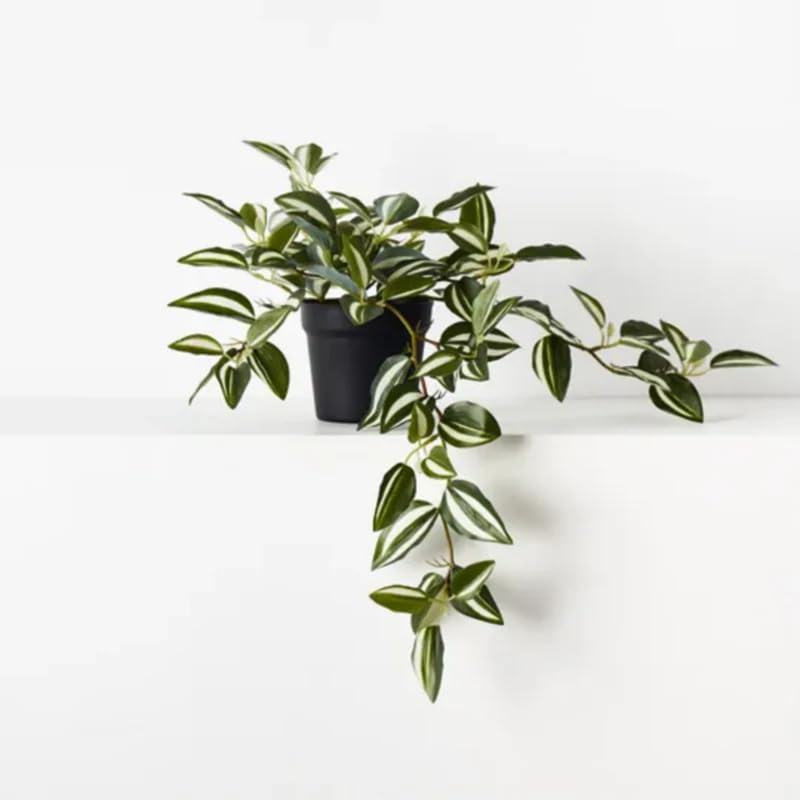 4 Zebrina Wandering Jew Plants, Live Indoor Plant 3-5 Inches, Colorful Trailing Tradescantia for Home, Office and Hanging Baskets
