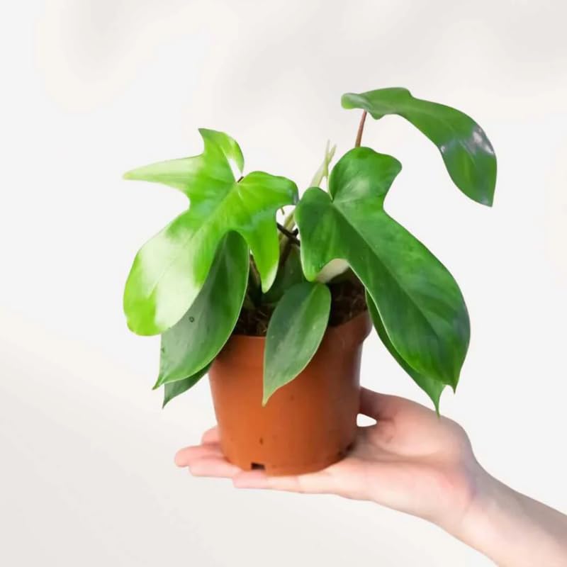 2 Rare Philodendron Live Plants Varieties Collection, Philodendrons Plants Size 5-9 Inc for Indoor Houseplant Décor, Ornamental Tropical Well-Rooted (Green Beauty Philodendron Plants)