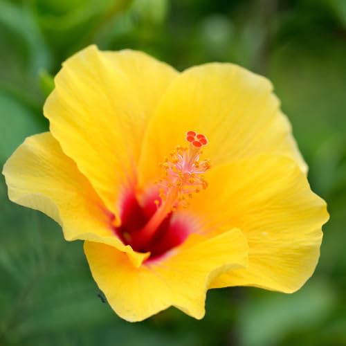 Hibiscus Flower Plant, Hardy Hibiscus Plants Live, Tropical Hibiscus Plant, Yellow Hibiscus - Zone 10 to 12, Size 5 to 7 Inch Tall