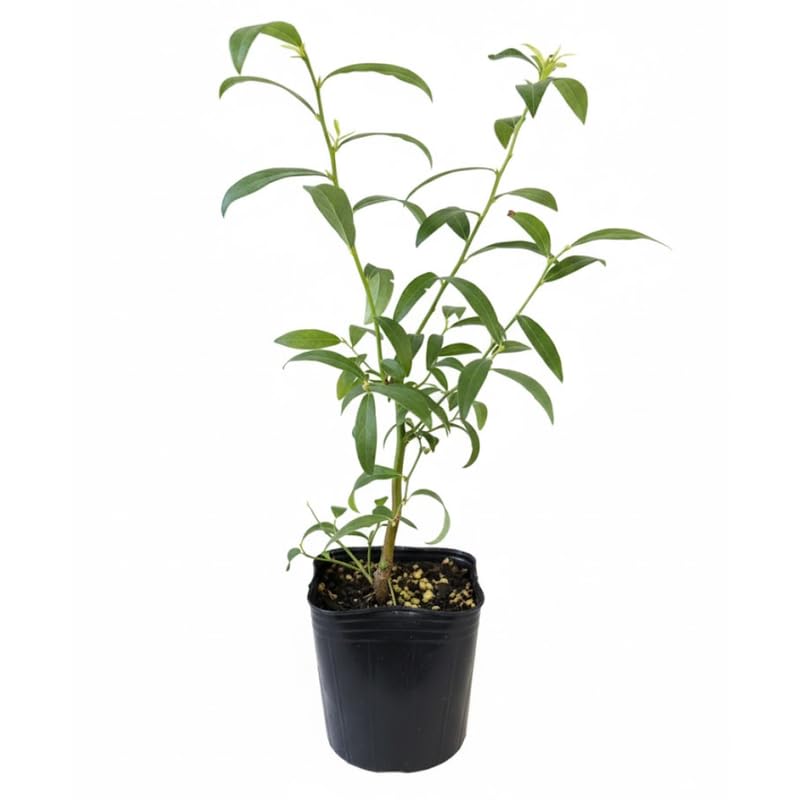 Emerald Blueberry Plant Live in 4’’ Pot, High Yield Blueberries Bush Shrub, Sweet Flavor, Ideal for Home Gardens, Patio Containers