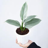 2 Rare Philodendron Live Plants Varieties Collection, Philodendrons Plants Size 5-9 Inc for Indoor Houseplant Décor, Ornamental Tropical Well-Rooted (Silver Sword Philodendron Plants)
