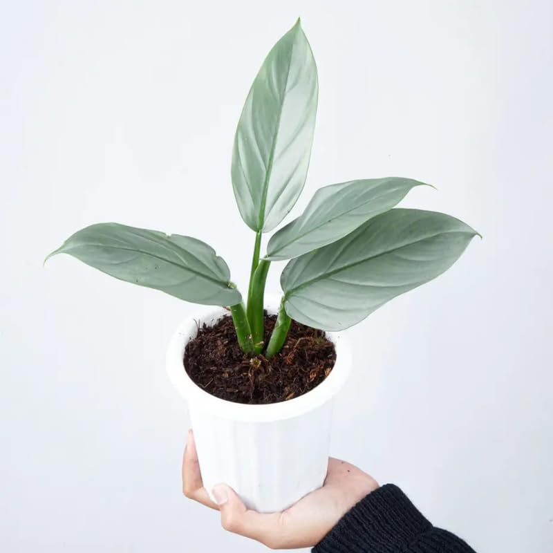 2 Rare Philodendron Live Plants Varieties Collection, Philodendrons Plants Size 5-9 Inc for Indoor Houseplant Décor, Ornamental Tropical Well-Rooted (Silver Sword Philodendron Plants)
