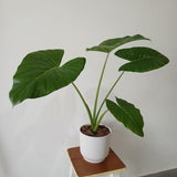 Green Colocasia Plants, 3-6" Elephant Ear Esculenta Taro Alocasia Live Plant for Outdoor Planting, Alocasia Plants Bare Root, No Pot, Live Colocasia Houseplant