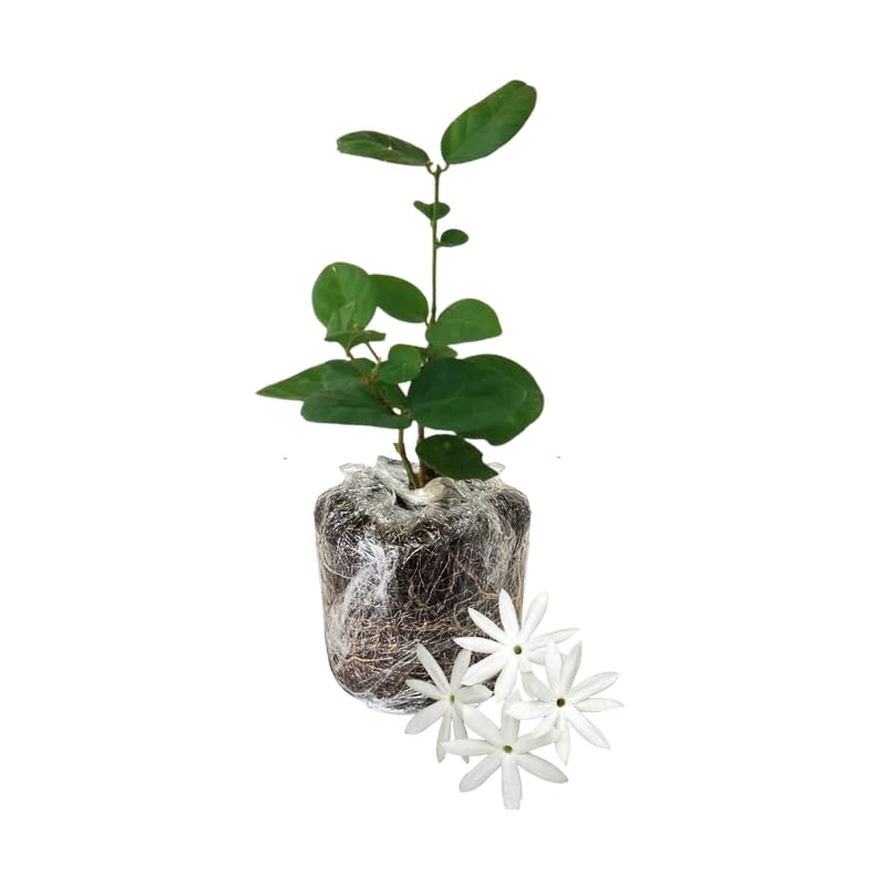 Common Jasmine Plant Live, Arabian Jasmine Flowering Vine Plant 4-9 Inch, Climbing Jasmines Well Rooted Houseplant Indoor Outdoor