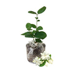 Maid of Orleans Jasmine Plant Live, Arabian Jasmine Flowering Vine Plant 4-9 Inch, Climbing Jasmines Well Rooted Houseplant Indoor Outdoor