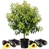 Green Brown Avocado Live Plant 3ft Tall in 1 Gallon, Grafted Avocado Tree Plant, Fruit Plants for Your Garden