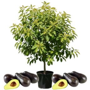 Green Brown Avocado Live Plant 3ft Tall in 1 Gallon, Grafted Avocado Tree Plant, Fruit Plants for Your Garden