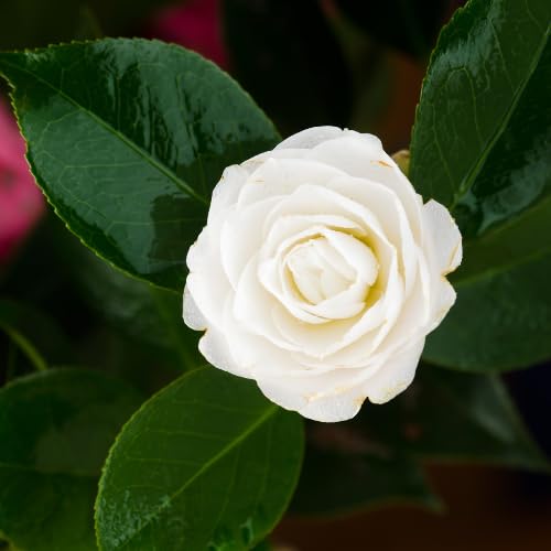 Live White Camellia Plant in 4" Pot, Camellia Japonica 1 Year Old Seedling Outdoor Growing