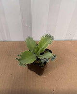 Kalanchoe Plant Live, Mother of Thousands Live Plant in 2" Pot, Rare Succulent Indoor Houseplant (Green Kalanchoe)