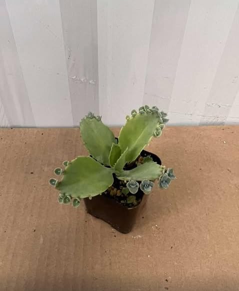 Kalanchoe Plant Live, Mother of Thousands Live Plant in 2" Pot, Rare Succulent Indoor Houseplant (Green Kalanchoe)