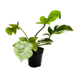 2 Rare Philodendron Live Plants Varieties Collection, Philodendrons Plants Size 5-9 Inc for Indoor Houseplant Décor, Ornamental Tropical Well-Rooted (Hairy Philodendron Plants)