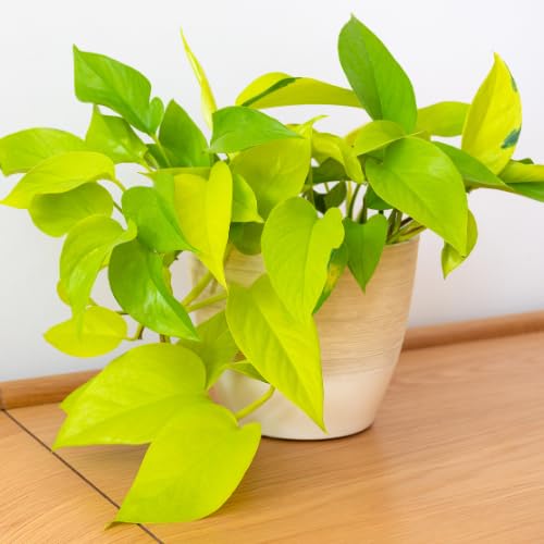 Pothos Live Plant, 4-6" Tall Hanging Houseplant, Pothos Plant for Indoor Outdoors Garden, Live Houseplants Without Pot