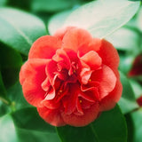 Live Red Camellia Plant in 4" Pot, Camellia Japonica 1 Year Old Seedling Outdoor Growing
