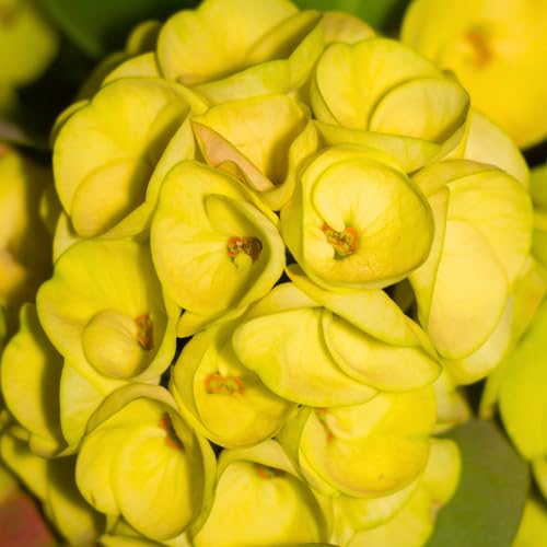 Euphorbia Milii Live Plant, Crown of Thorns Live Plant, Mix Flower Houseplant, 5-8 Inc Tall, Cold Hardy (Yellow)