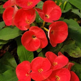 Euphorbia Milii Live Plant, Crown of Thorns Live Plant, Mix Flower Houseplant, 5-8 Inc Tall, Cold Hardy (Red)