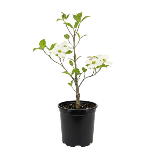 White Dogwood Tree Live Plant in Quart Pot, Flowering Dogwood Tree for Outdoor Garden, Ornamental Tree for Landscape, Yard or Garden Planting