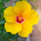 Hibiscus Flower Plant, Hardy Hibiscus Plants Live, Tropical Hibiscus Plant, Yellow Hibiscus - Zone 10 to 12, Size 5 to 7 Inch Tall