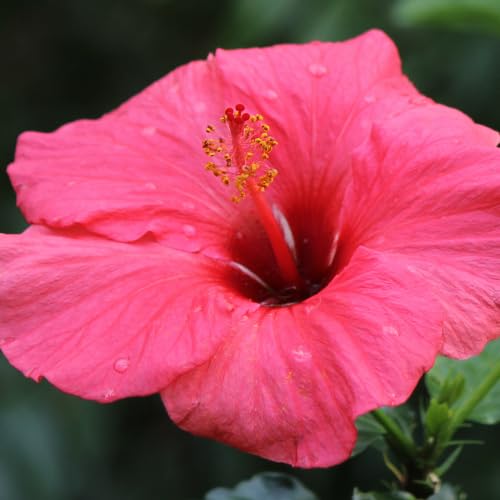 Hibiscus Flower Plant, Hibiscus Plants Live, Tropical Hibiscus Plant, Pink Hibiscus - Zone 10 to 12, Size 5 to 7 Inch Tall