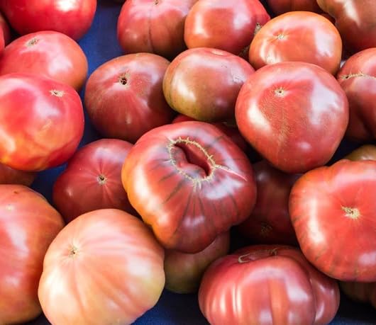 Lot 4 Tomato Plants Live for Planting Outdoors, Large and Juicy Tomatoes, Well Rooted, 6 to 8 Inch - Brandywine Pink