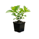 Viburnum Bush Plant Potted, Hardy Flowering Shrub, Rare Viburnum Plant for Outdoor Garden, Landscape, or Hedge, 4-6 Inches (Snow Viburnum)