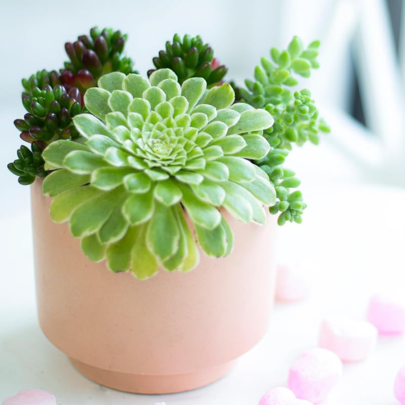 Ice Aeonium Succulent Plant Live in 2" Pot, Rosette Succulent, Easy Indoor Outdoor Plant