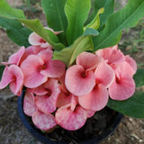 Euphorbia Crown of Thorns Plant, Hardy Perennial Succulent Plant 3-5 Inches, Vibrant Pink Flowers, Gardens and Indoor Planting
