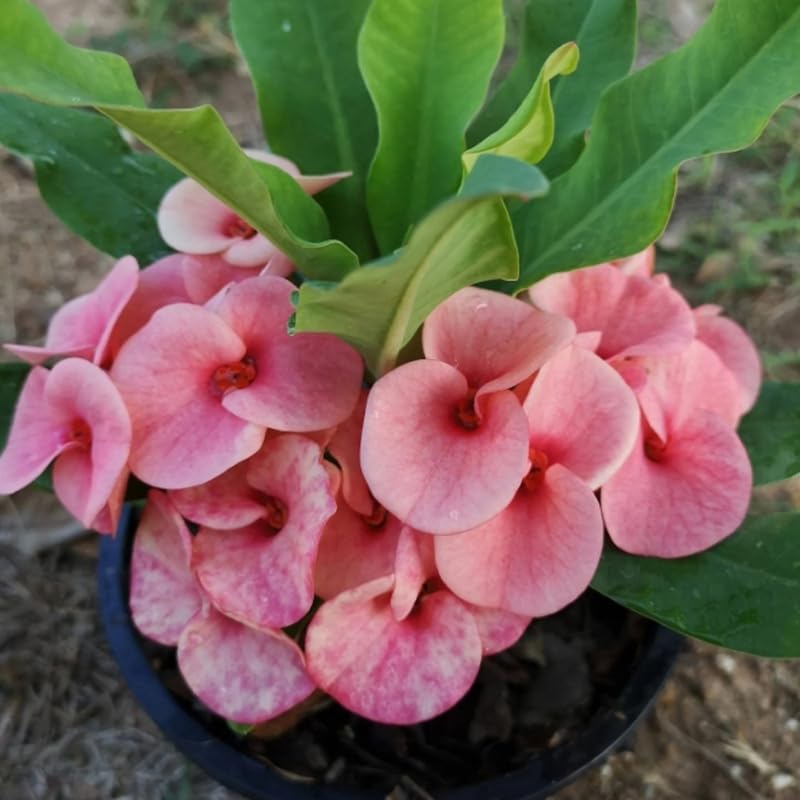 Euphorbia Crown of Thorns Plant, Hardy Perennial Succulent Plant 3-5 Inches, Vibrant Pink Flowers, Gardens and Indoor Planting