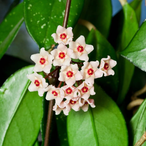 Live Hoya Carnosa Plant, Variegated Tricolor Hoya, Vine Hoya Plant 4-6 Inch for Planting