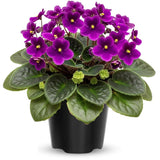 Purple African Violet Live Plant, African Violet Houseplant in 4" Pot, Blooming Indoor Plant for Home or Office with Vibrant Flowers