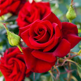 Red Mini Rose Plant Live, Miniature Rose Bush in 3" Pot, Indoor Outdoor Flowering Plant, Compact Live Rose for Gifts and Gardens