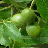 Set 2 Black Walnut Trees,12-18 Inch Bare Root, Walnut Fruit Tree Plant for Gardening