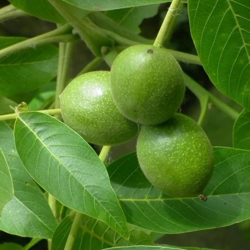 Set 2 Black Walnut Trees,12-18 Inch Bare Root, Walnut Fruit Tree Plant for Gardening