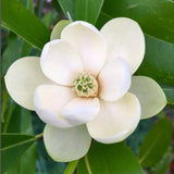 Sweetbay Magnolia Plant Live, Well Rooted Magnolia Flowering Tree in Gallon Pot, Fragrant Blooms, Outdoor or Container