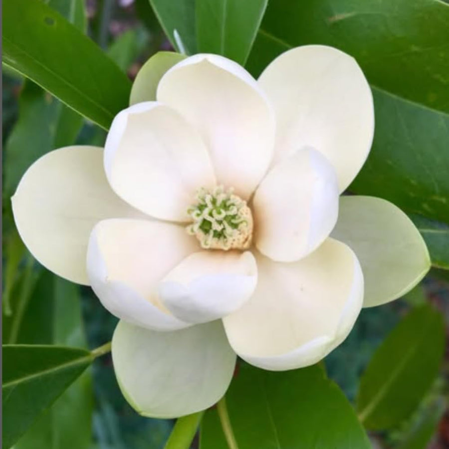 Sweetbay Magnolia Plant Live, Well Rooted Magnolia Flowering Tree in Gallon Pot, Fragrant Blooms, Outdoor or Container