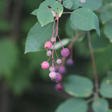 Live Serviceberry Tree Plant, 2–3 Years Old, 16–24 Inches Tall, Sweet Edible Berry Fruit Tree, Ready to Grow, Suitable for Outdoor Planting