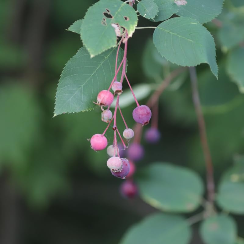 Live Serviceberry Tree Plant, 2–3 Years Old, 16–24 Inches Tall, Sweet Edible Berry Fruit Tree, Ready to Grow, Suitable for Outdoor Planting