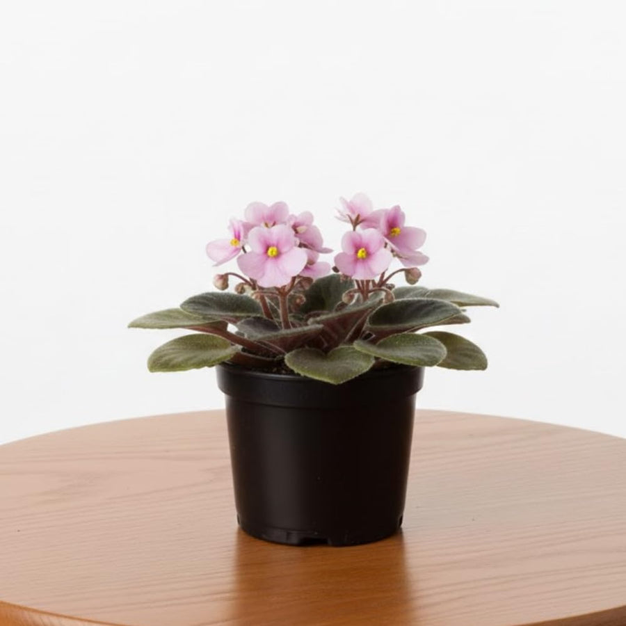 African Violets Live Plants, African Violet Plant Live in 4 Inches Pot, Violets Flowers Houseplant, 4-7 Inches Tall for Home Office Decor (Light Pink)