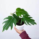 2 Rare Philodendron Live Plants Varieties Collection, Philodendrons Plants Size 5-9 Inc for Indoor Houseplant Décor, Ornamental Tropical Well-Rooted (Finger-Like Foliage Philodendron Plants)