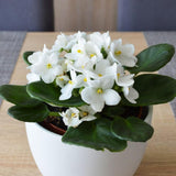 White African Violets Live Plants House Plants in 4" Pot, Vibrant Blooms for Indoor Décor, Home or Office, Easy to Grow