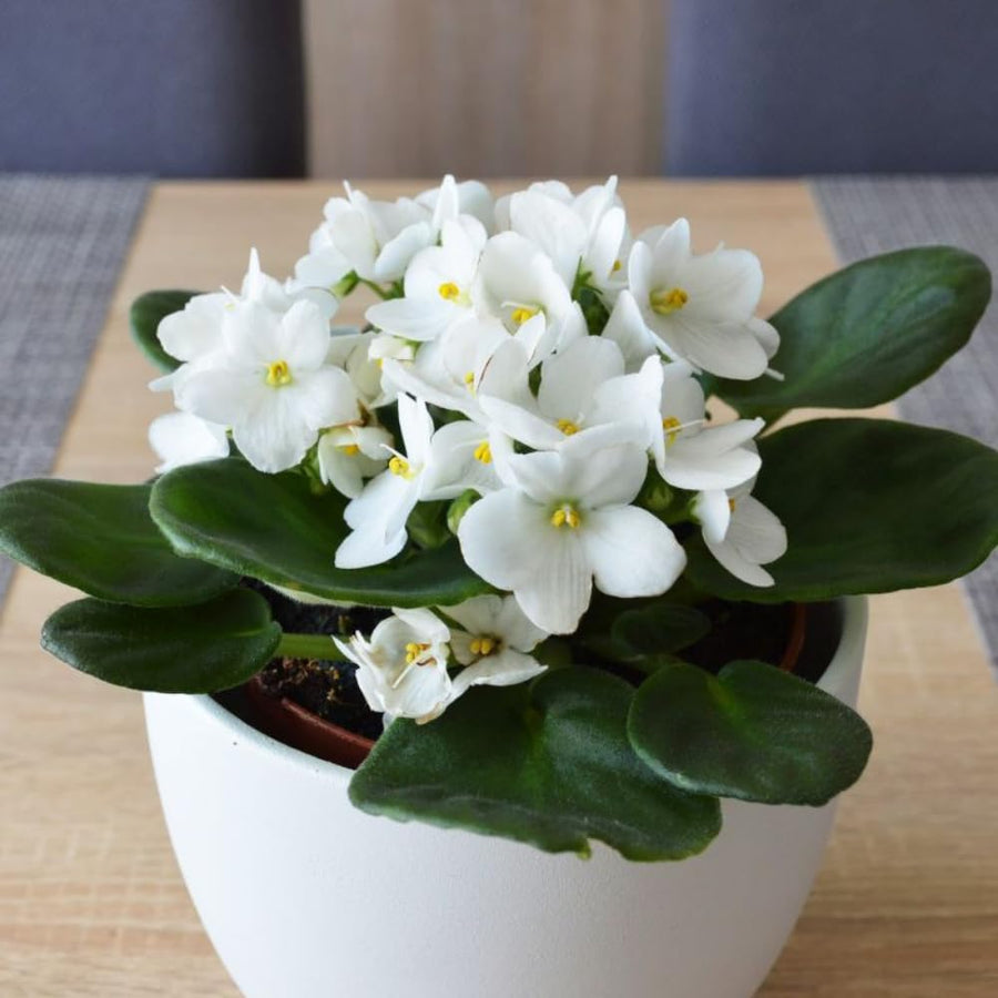 White African Violets Live Plant in 4" Pot, Starter African Violet for HouseplantIndoor Outdoor Home Decor