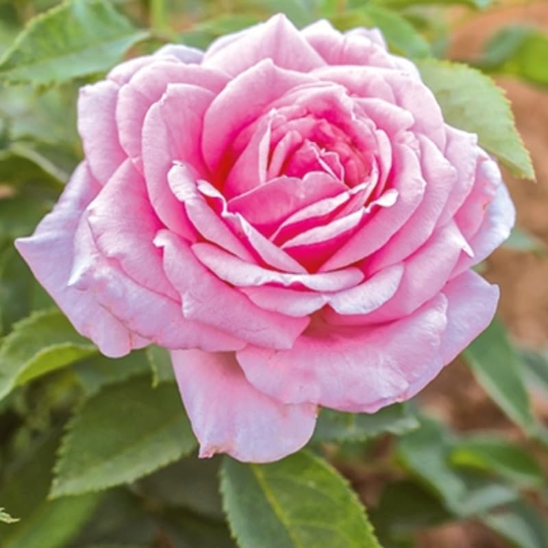 Medium Pink Dream Climbing Roses Live Plants 7 Months Old, Rose Bushes Ready to Plant 5-9" Tall, Very Fragrant, Can Grow As Climber or Bush Tree or Trellises, Walls, Fences