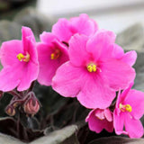 African Violets Live Plants, African Violet Plant Live House Plants, 4 Inc Potted, 4 to 6 Inc Long (Pink)
