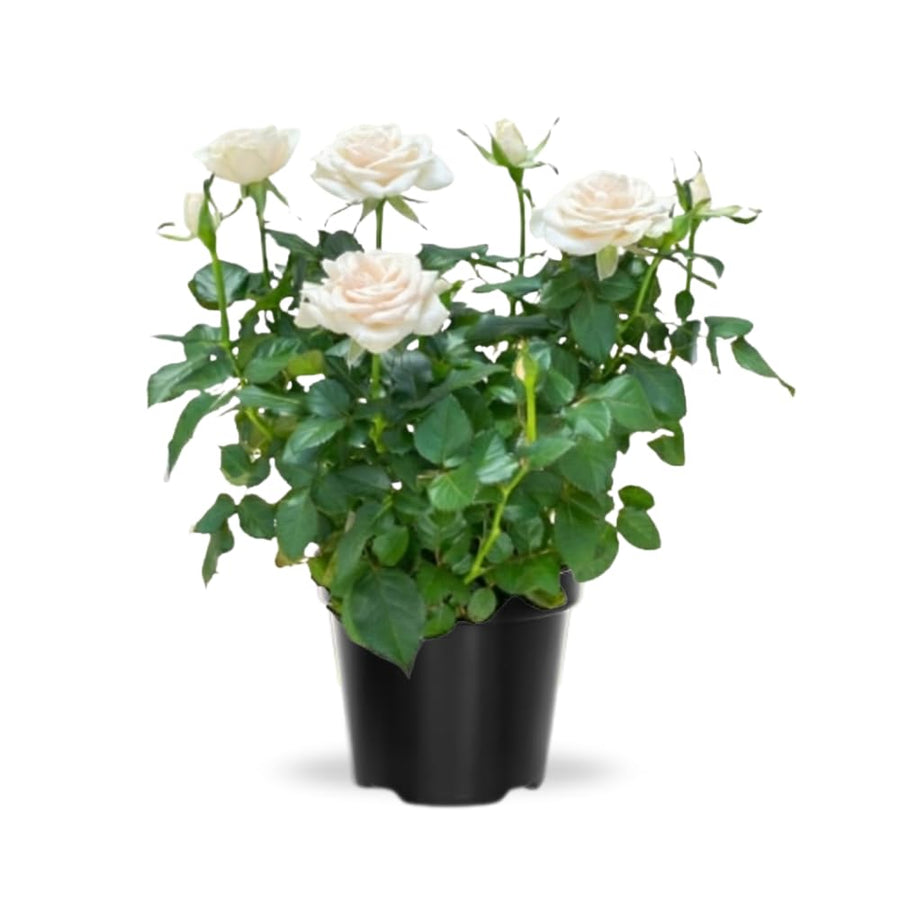 Mini Rose Bush, Miniature Rose Flowers in 3'' Pot, Compact Flowering Rose for Indoor Outdoor Gardens and Containers (White Roses)